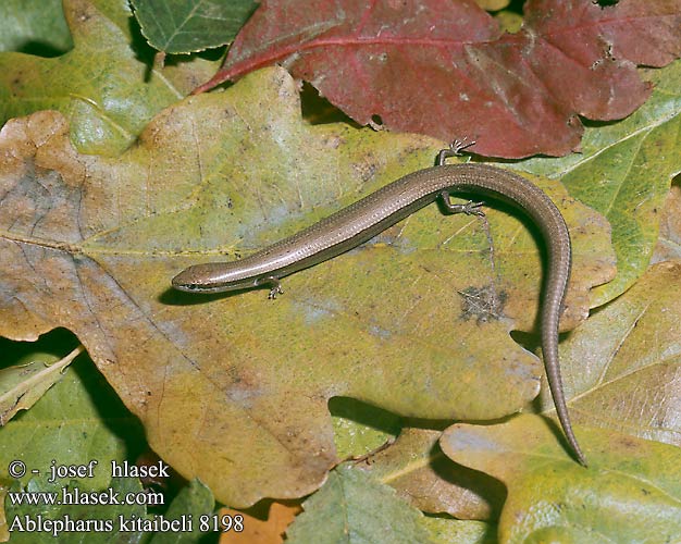 Ablepharus kitaibelii DE: Johannisechse UK: Snake-eyed Skink CZ: krátkonožka evropská TR: Ince kertenkele SK: krátkonôžka štíhla HU: Pannon gyík Magyar