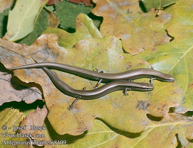 Ablepharus kitaibelii DE: Johannisechse UK: Snake-eyed Skink CZ: krátkonožka evropská TR: Ince kertenkele SK: krátkonôžka štíhla HU: Pannon gyík Magyar