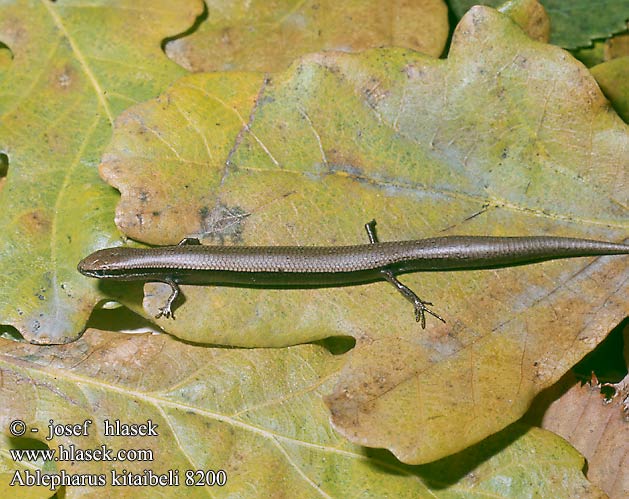 Ablepharus kitaibelii DE: Johannisechse UK: Snake-eyed Skink CZ: krátkonožka evropská TR: Ince kertenkele SK: krátkonôžka štíhla HU: Pannon gyík Magyar