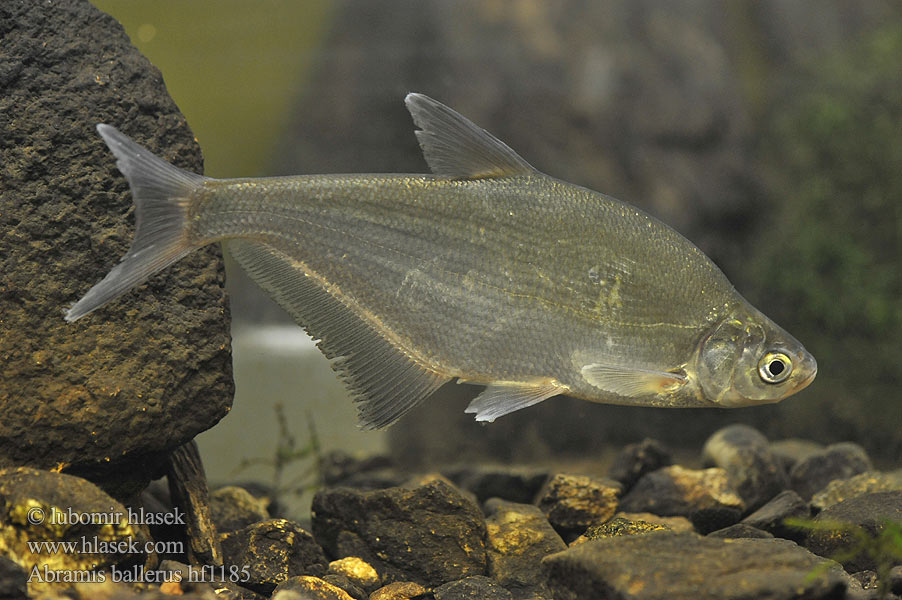 Abramis ballerus Cejn siný Lapos keszeg Rozpiór Zope Spitzpleinzen Blue bream Pleskáč siný Күкйөн Сінец Kosalj ლურჯი კაპარჭინა Paprastasis sparis Kosalj  Шпицер Sulkava kala  Faren Синець звичайний Чил косат Синец