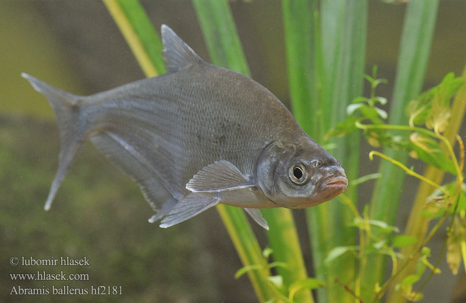 Чил косат Синец Abramis ballerus Cejn siný Lapos keszeg Rozpiór Zope Spitzpleinzen Blue bream Pleskáč siný Күкйөн Сінец Kosalj ლურჯი კაპარჭინა Paprastasis sparis Шпицер Sulkava kala Faren Синець звичайний