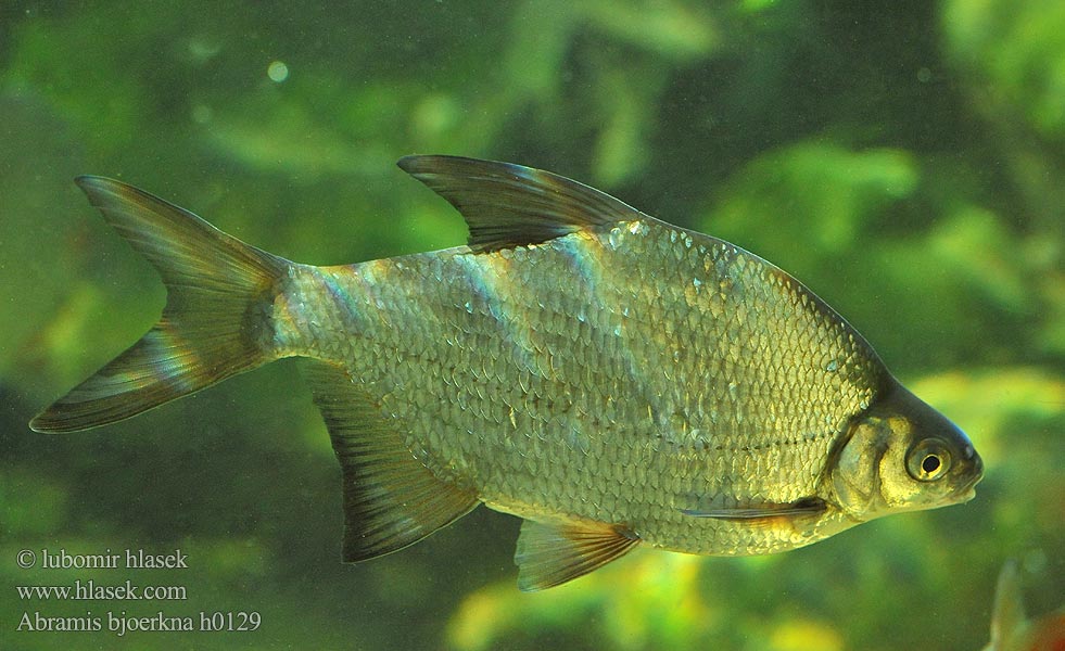 Güster Fisch Brème bordelière Kolblei Flire Krąp Густера Piest zelenkavý