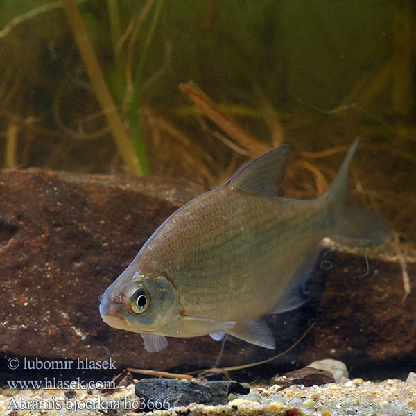 Abramis bjoerkna Silver Bream Cejnek malý Güster Fisch Brème bordelière