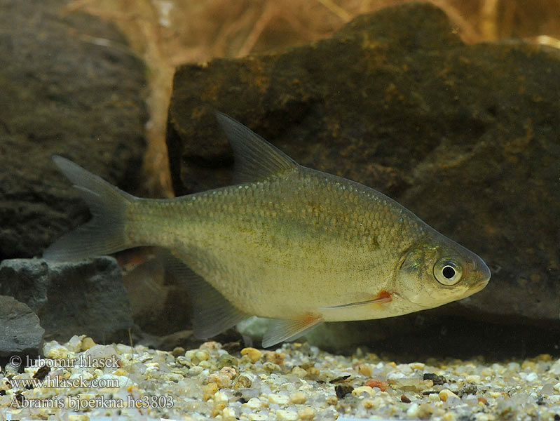 Крупатица Pasuri Björkna Плоскирка звичайна Abramis bjoerkna Silver Bream Cejnek malý