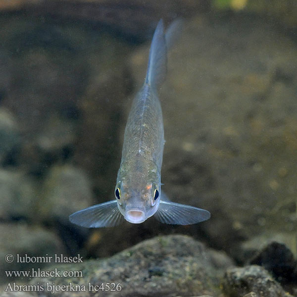 Silver Bream Cejnek malý Güster Fisch Brème bordelière Kolblei Flire Krąp