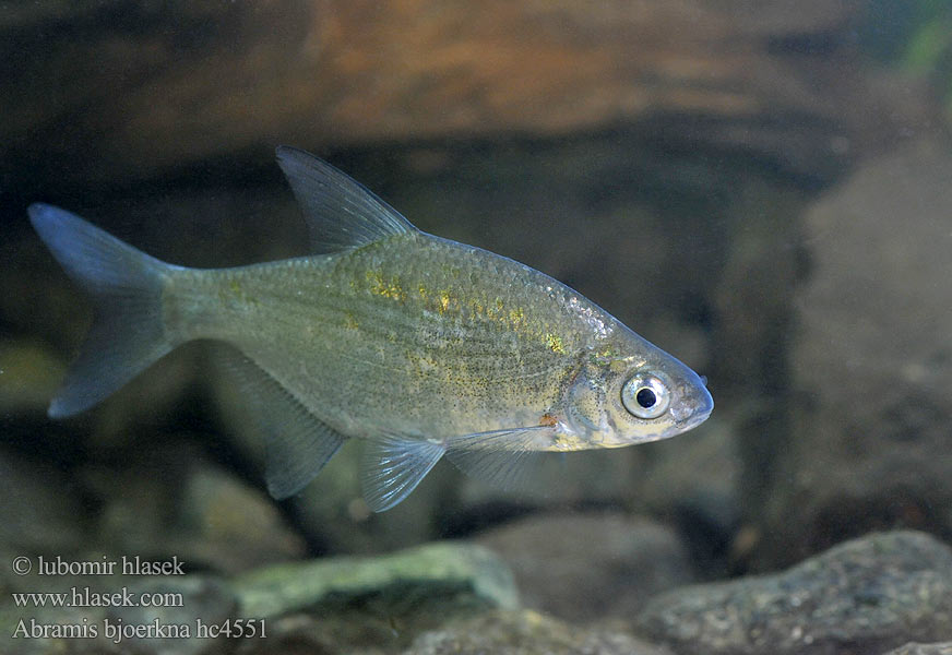 Cejnek malý Güster Fisch Brème bordelière Kolblei Flire Krąp Густера