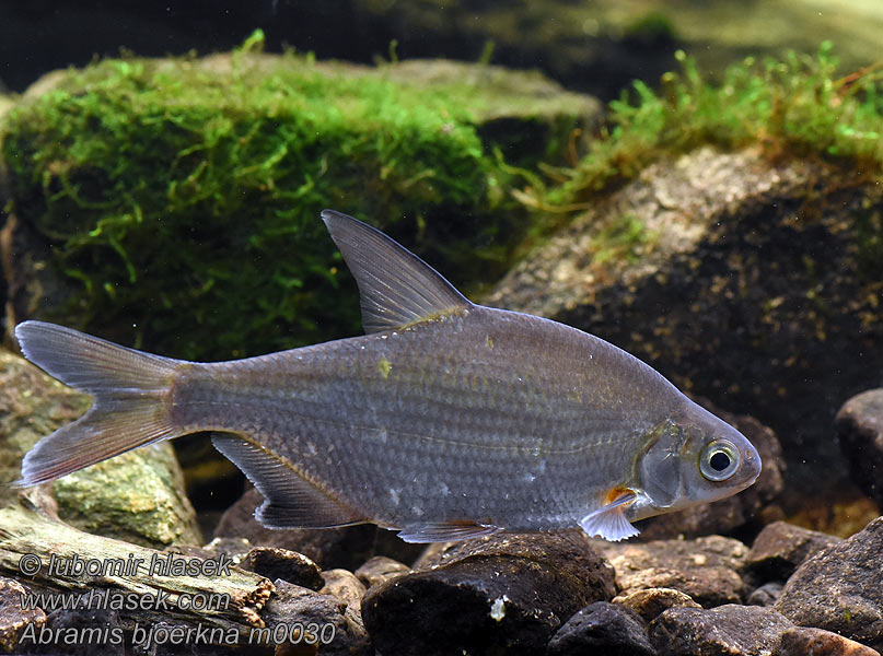 Abramis bjoerkna سیم‌پرک Krupatica Gùszk Балпан балық Plicis