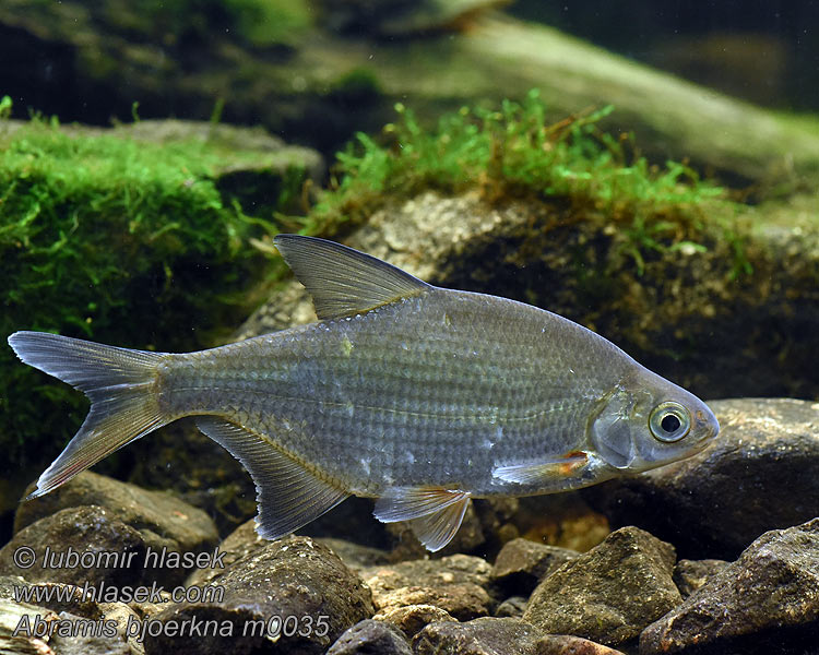 Abramis bjoerkna Paprastasis plakis Androga Крупатица