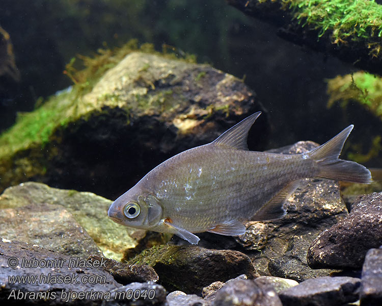 Abramis bjoerkna Silver Bream
