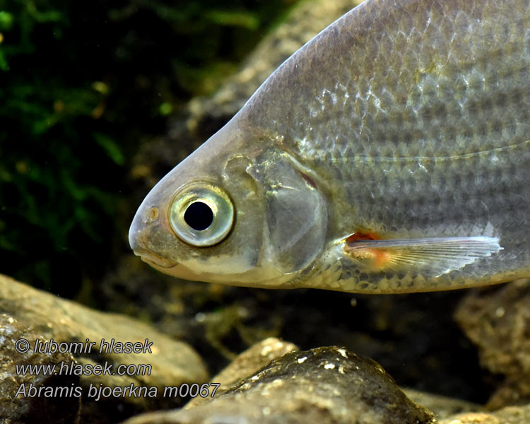 Abramis bjoerkna Güster Fisch