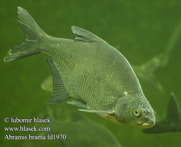 Abramis brama Лешч Carp Bream Brell Платика Brema