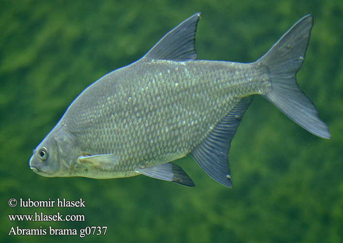 Carp Bream Brell Платика Brema Cejn velký