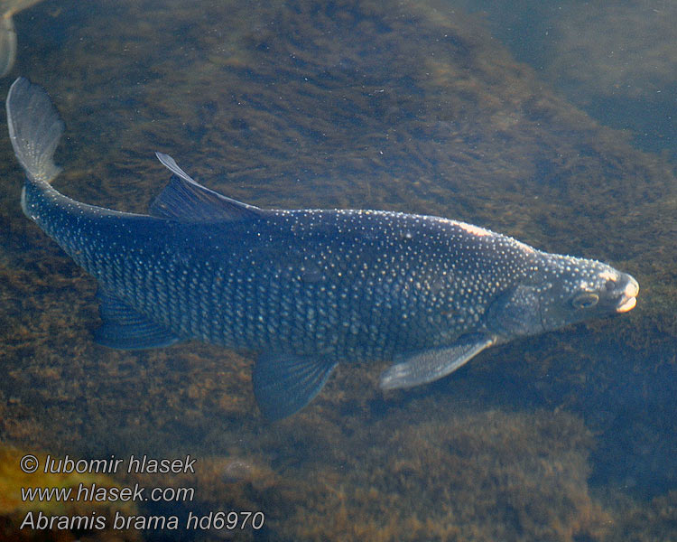 Abramis brama Лешч Carp Bream Brell Платика Brema