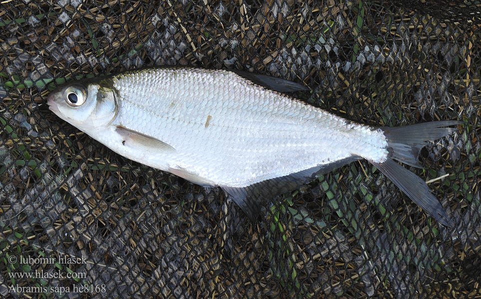 Abramis sapa Cejn perleťový Pleskáč tuponosý Zobel Fisch Bagolykeszeg Белоглазка Ballerus sapa Шегірбалық Donaubrasem Білоочка Donaubraxen Црноока деверика Crnooka deverika Белавочка Аҡкүҙ Шурă куç