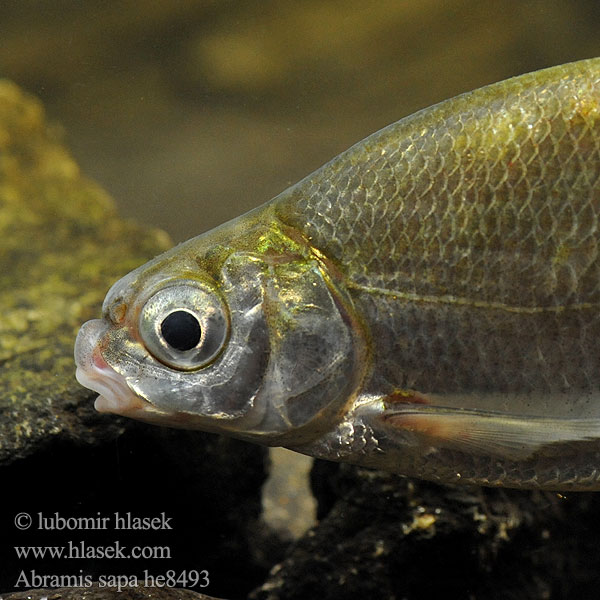 Pleskáč tuponosý Zobel Fisch Bagolykeszeg Белоглазка Ballerus sapa Шегірбалық Donaubrasem Білоочка Donaubraxen Црноока деверика Crnooka deverika Белавочка Аҡкүҙ Шурă куç Abramis sapa Cejn perleťový