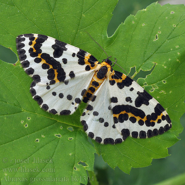 Abraxas grossulariata Magpie Moth Stachelbeerspanner Stachelbeer-Spanner Zérène Groseillier