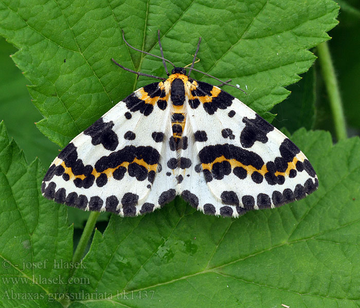 Köszméte-araszoló Kosmačkowa čornoběłka Harlekin Karviaismittari Magpie Agrastinis margasprindis