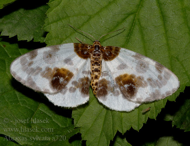 Abraxas sylvata Calospilos Clouded Magpie Sylvata-Spanner Ulmen-Harlekin