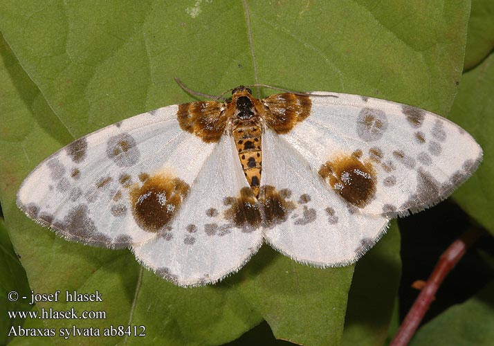 Abraxas sylvata Calospilos Clouded Magpie Sylvata-Spanner