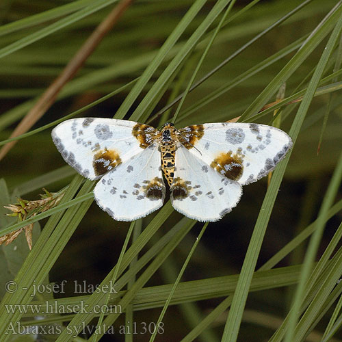 Abraxas sylvata Calospilos Zérène l'orme Porseleinvlinder