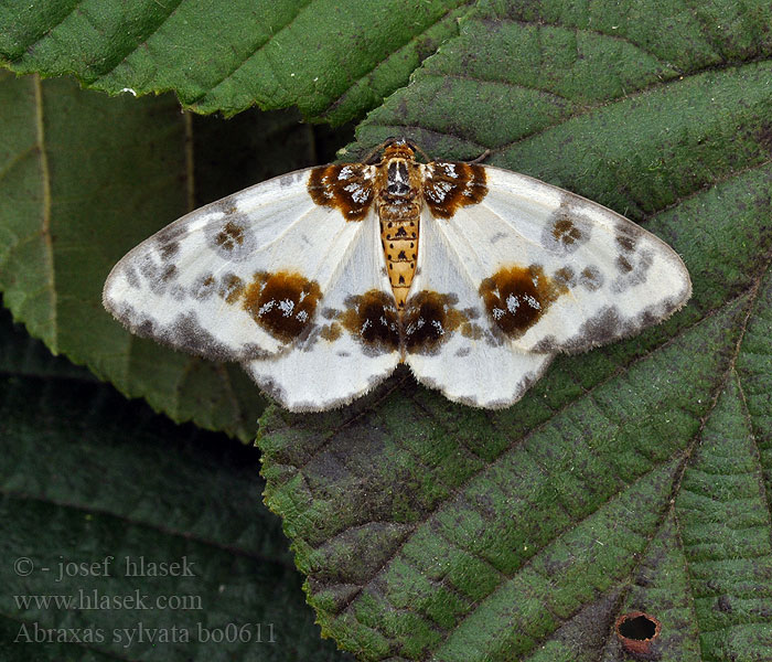 Abraxas sylvata Skovharlekin Skov-Harlekin Laikkumittari