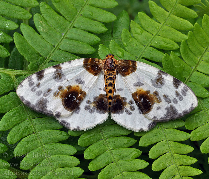 Abraxas sylvata Calospilos Пяденица пестрая вязовая Clouded Magpie