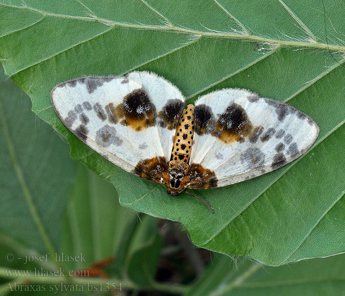 Abraxas sylvata Sylvata-Spanner Ulmen-Harlekin Ulmen-Fleckenspanner