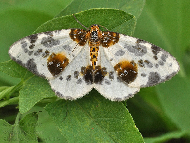 Plamiec leśniak Abraxas sylvata