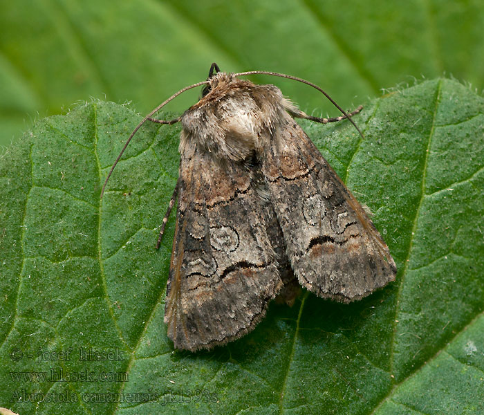 Abrostola canariensis