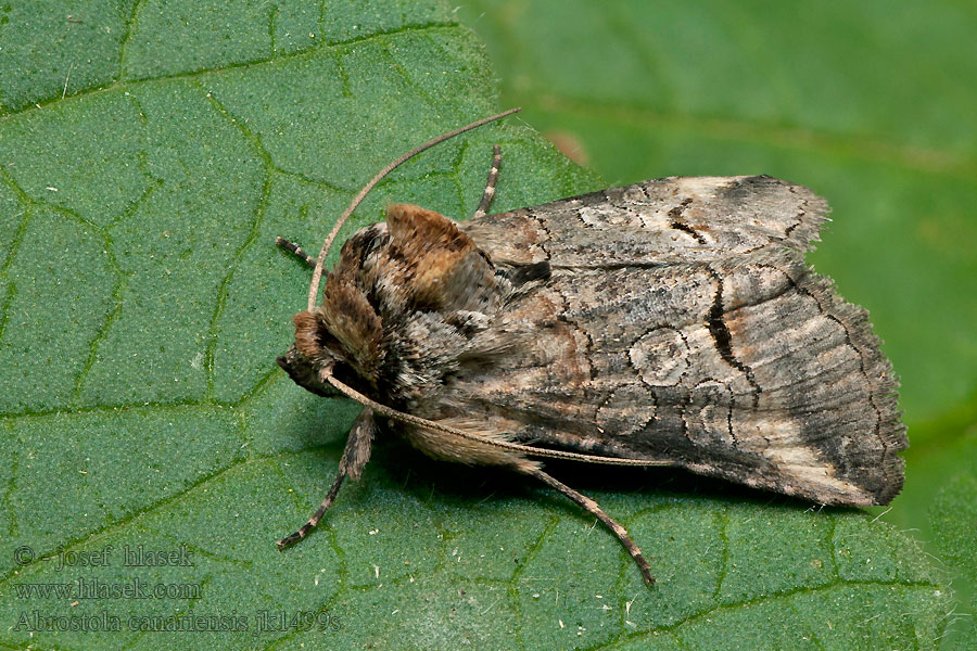 Abrostola canariensis