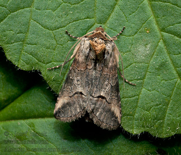 Abrostola canariensis