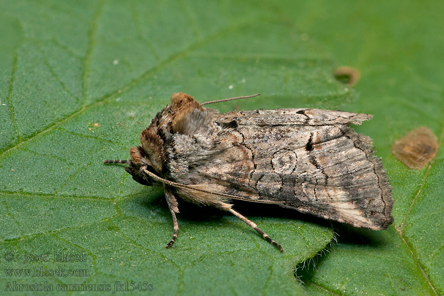 Abrostola canariensis