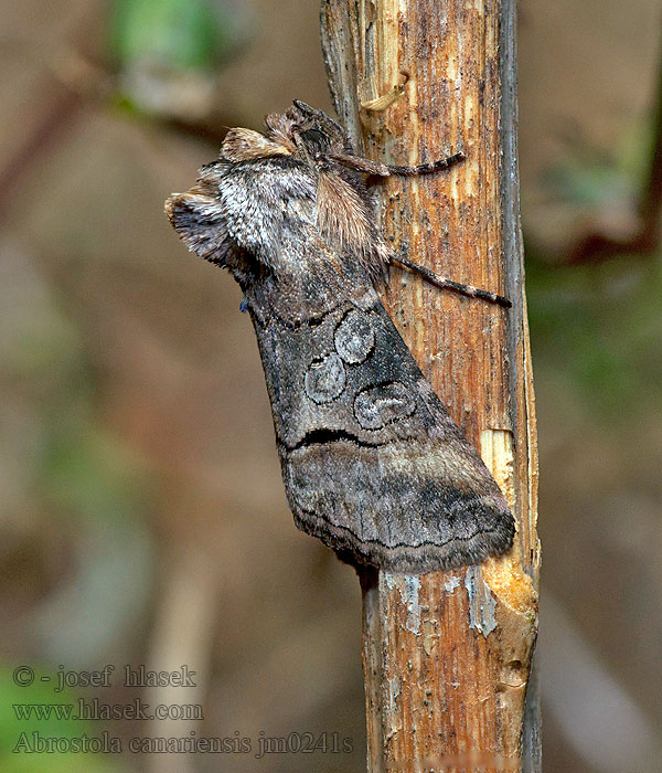 Abrostola canariensis
