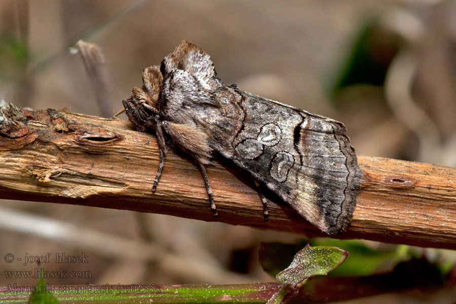 Abrostola canariensis