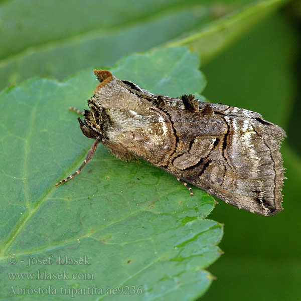Abrostola tripartita triplasia Uferbrennesselflur-Silbereule