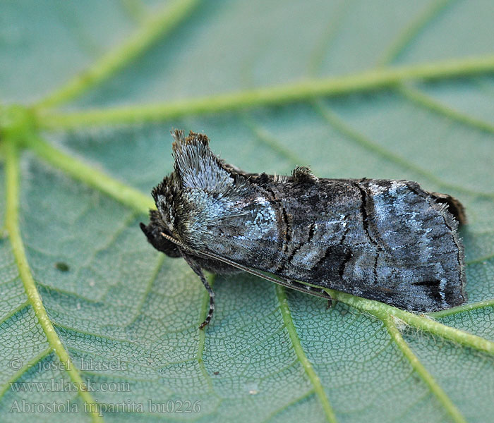 Vanlig neslefly Mora žihľavová Grönvitt nässelfly