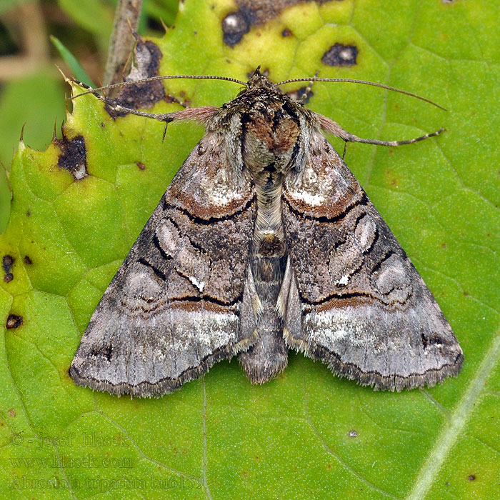 Uferbrennesselflur-Silbereule Abrostola tripartita