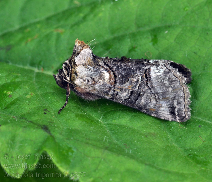 Abrostola tripartita triplasia Grå nælde-brilleugle