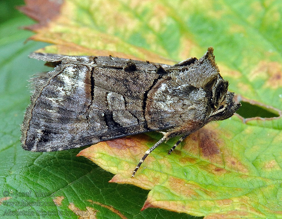 Dark Spectacle Abrostola tripartita