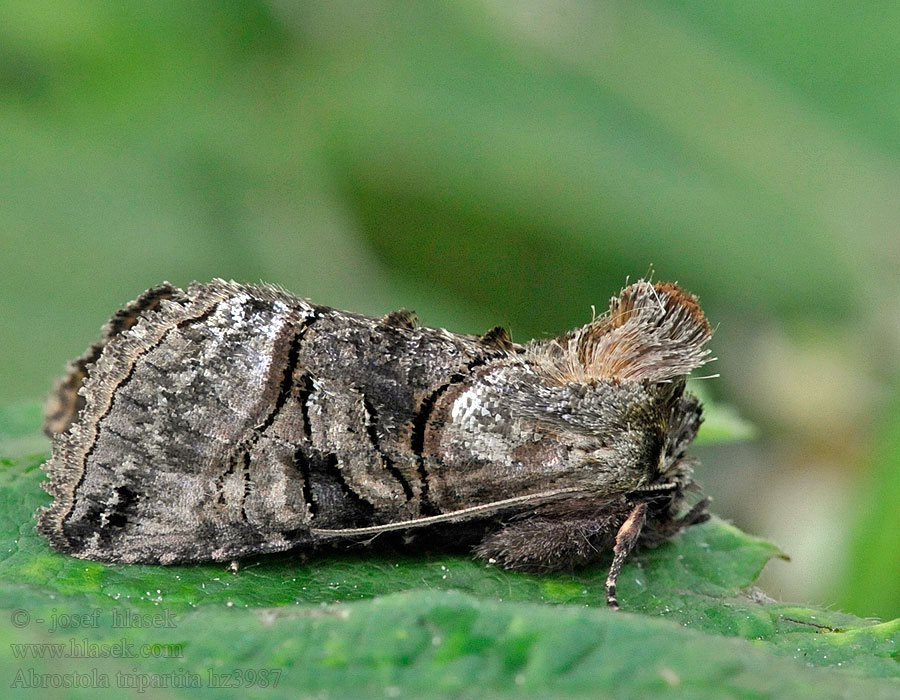 Совка крапивная серая Abrostola tripartita