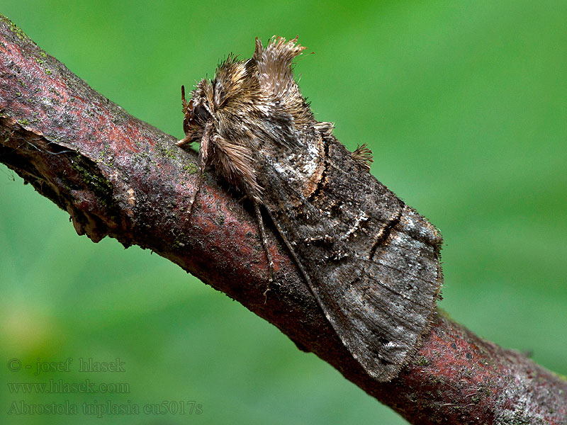 Háromszöges bronzbagoly Abrostola triplasia