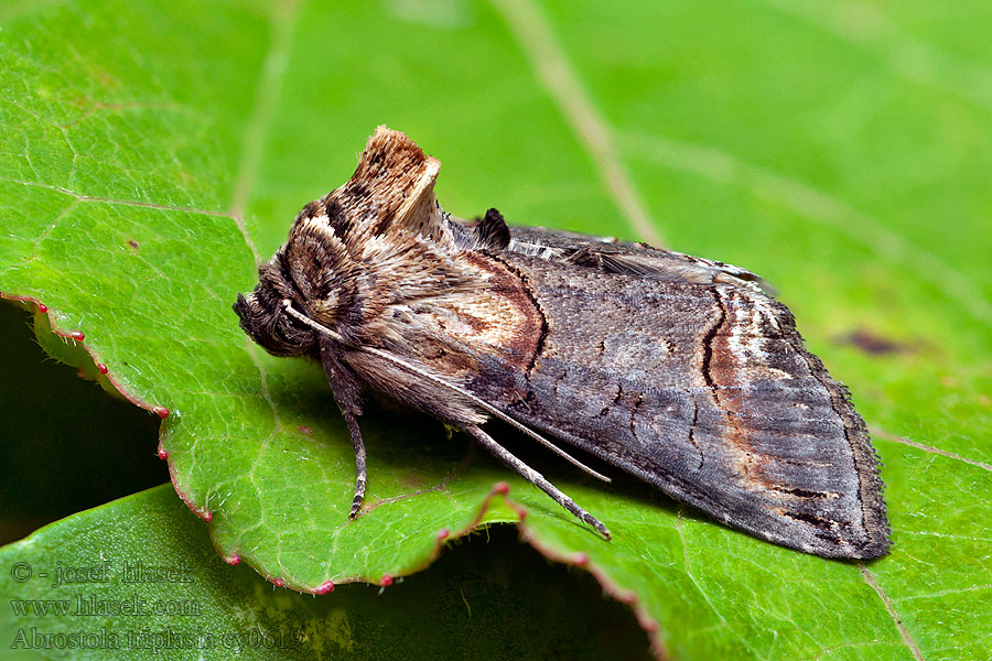 Plusie lunettes Donker brandnetelkapje Abrostola triplasia