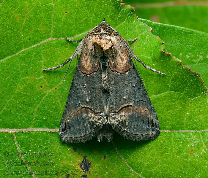 Совка крапивная бурая Dark Spectacle Abrostola triplasia