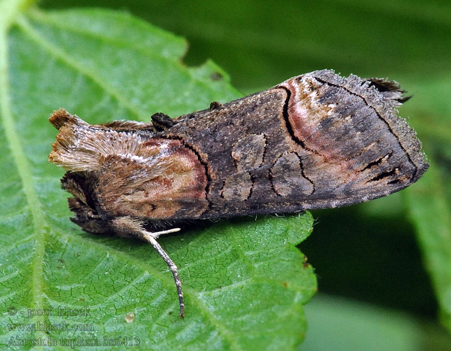 Brungult neslefly Rusvasis pilkūnas Mora čiernočiara