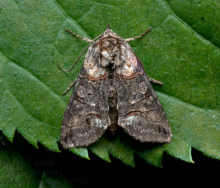 Rusvasis pilkūnas Mora čiernočiara Abrostola triplasia