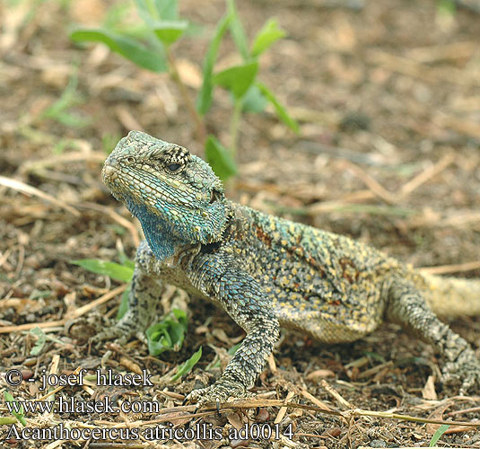 Blue Headed Blueheaded Southern Tree Agama