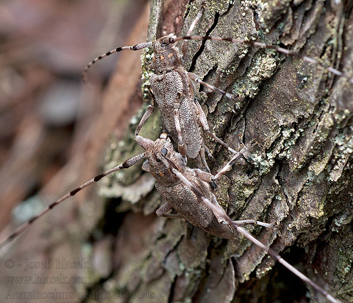 Zimmermannsbock Acanthocinus aedilis