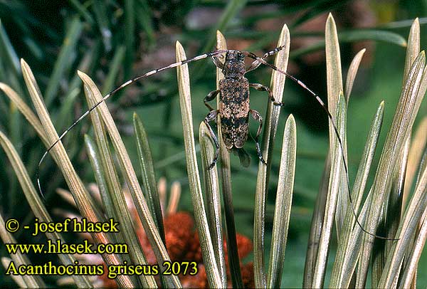 Acanthocinus griseus Braunbindiger Zimmerbock