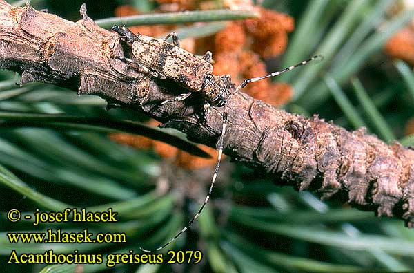 Tycz szary Усач серый Liten timmerman Mažasis pušiagraužis Acanthocinus griseus