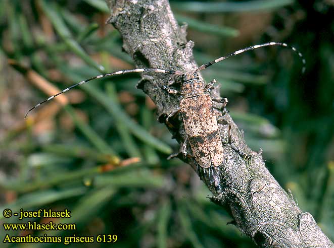 Acanthocinus griseus Braunbindiger Zimmerbock Pikkujaakko Tycz szary Усач серый